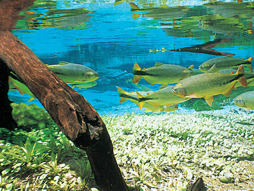 Bonito